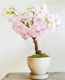旭山桜の盆栽ワークショップ