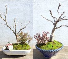 富士桜orさくらんぼと山野草の寄せ植え盆栽