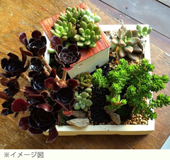 ワークショップ：サボテン・多肉植物の箱庭作り