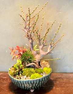 ワークショップ：日本のお正月を盆栽
