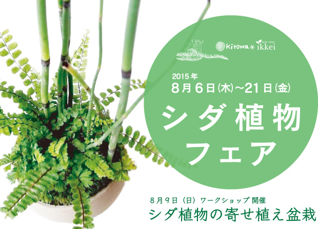 シダ植物フェア　2015年8月6日～2015年8月21日 moss green ikkei × Kitowa