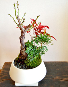 松竹梅の正月盆栽作りワークショップイメージ