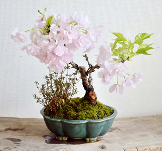 「旭山桜の盆栽作り」