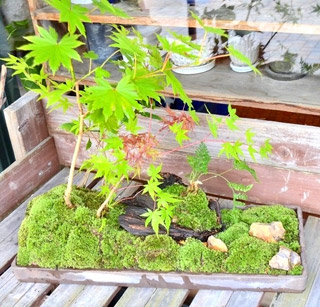 「季節の樹木　景色盆栽作り」