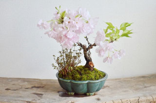 旭山桜と山野草の寄せ植え盆栽作り