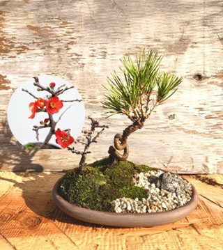 長寿梅のある苔庭盆栽作り