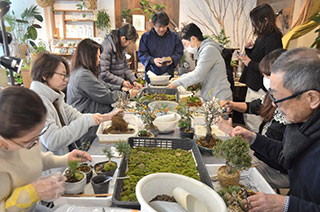 季節の盆栽・苔玉作り＋メンテナンス会
