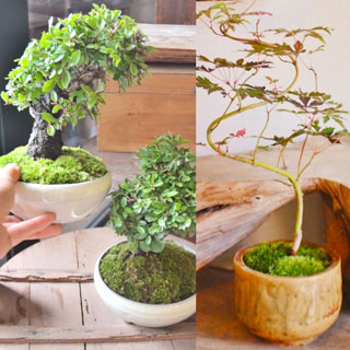 はじめての葉物（雑木）盆栽作り