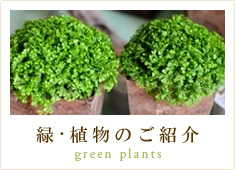 緑・植物の紹介